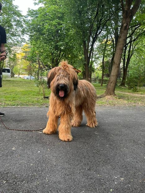 Ciobanesc de Brie Briard - BRIARD Ciobanesc de BRIE