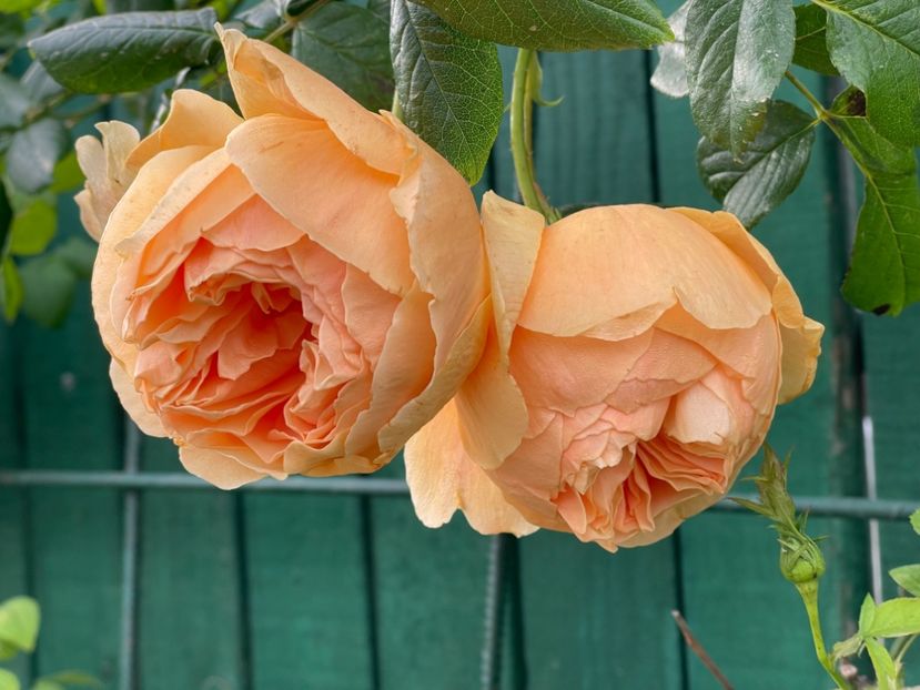  - 001 Trandafiri 2024