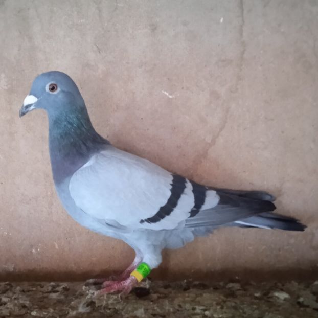 Mascul 23-091 - Porumbei vanduti