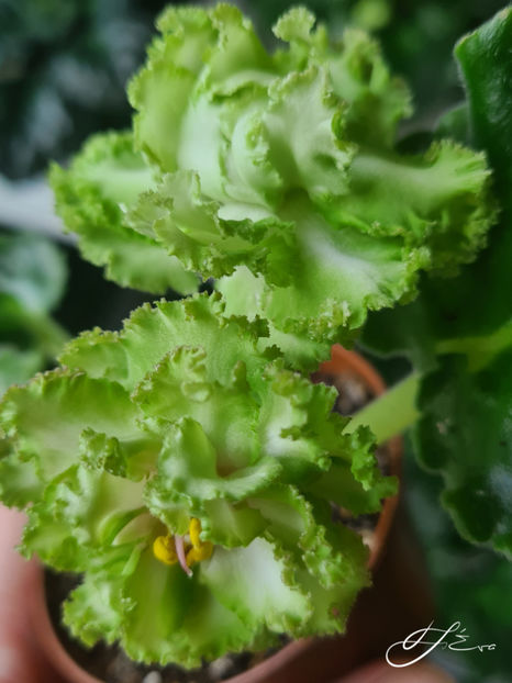  - EK-Berendeevo Tsarstvo