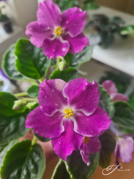  - LE-Karnavalnaya Noch