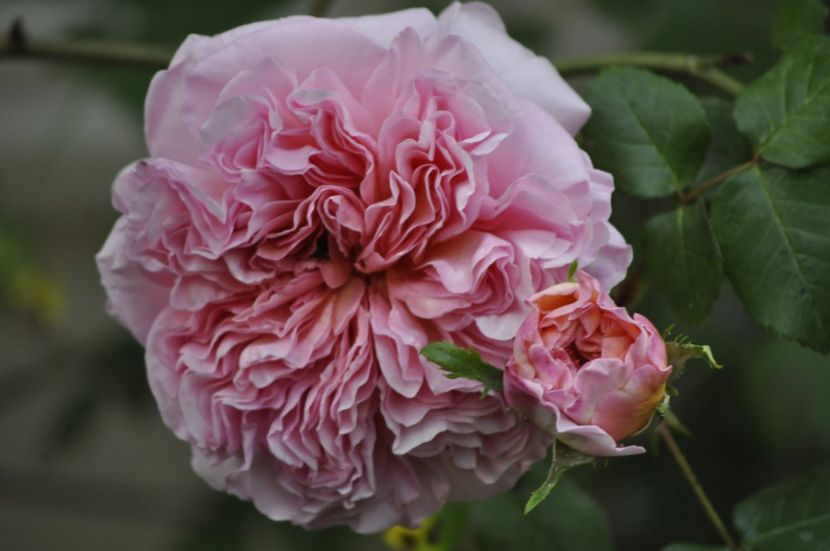 _DSC0849 - ANUL 2024