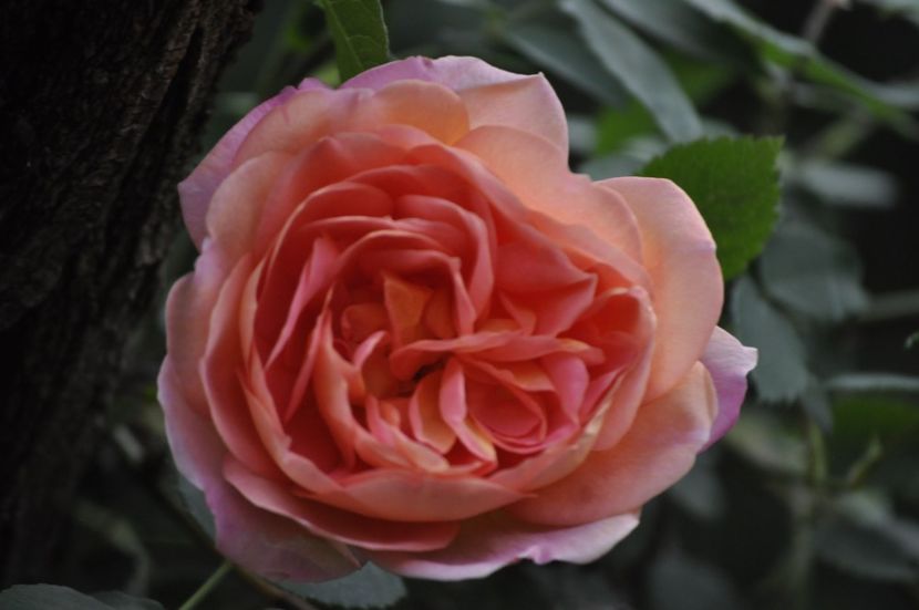 _DSC0869 - ANUL 2024