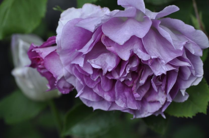 _DSC1064 - ANUL 2024