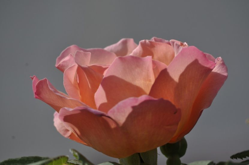 _DSC1132 - ANUL 2024