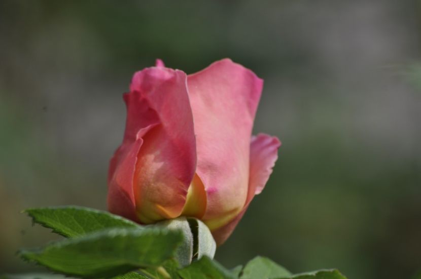 _DSC1136 - ANUL 2024