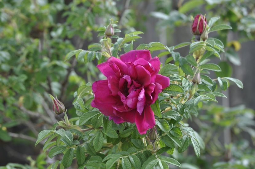 _DSC1166 - ANUL 2024