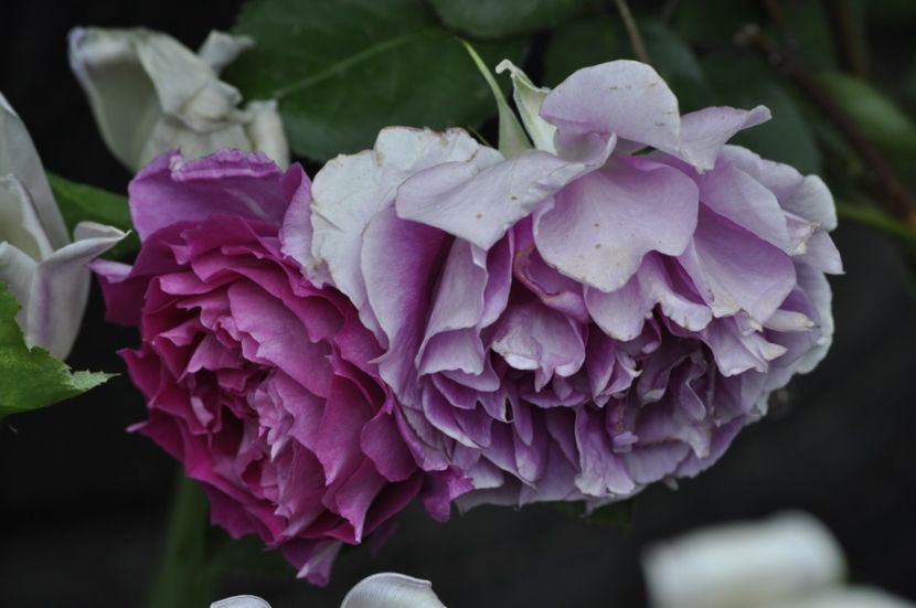 _DSC1250 - ANUL 2024