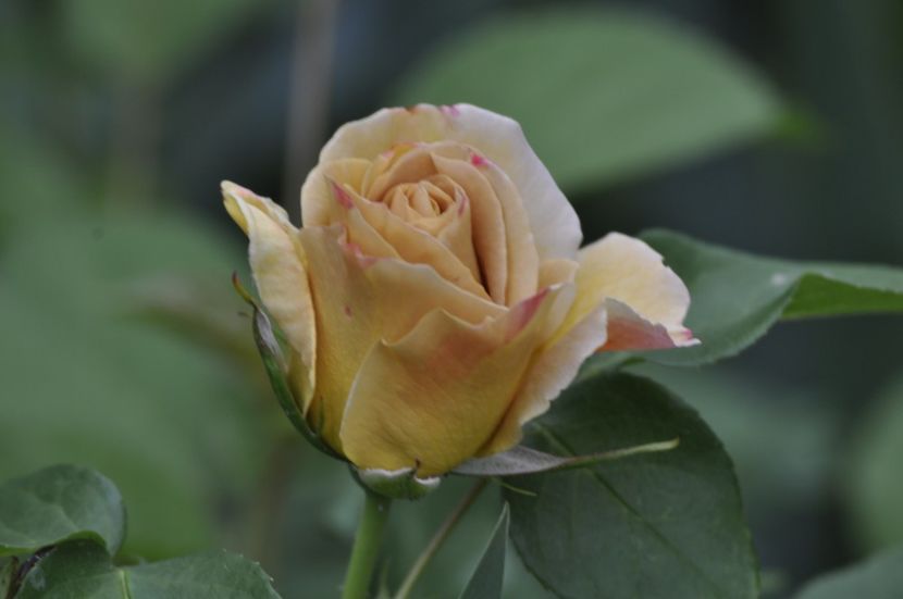 _DSC1282 - ANUL 2024