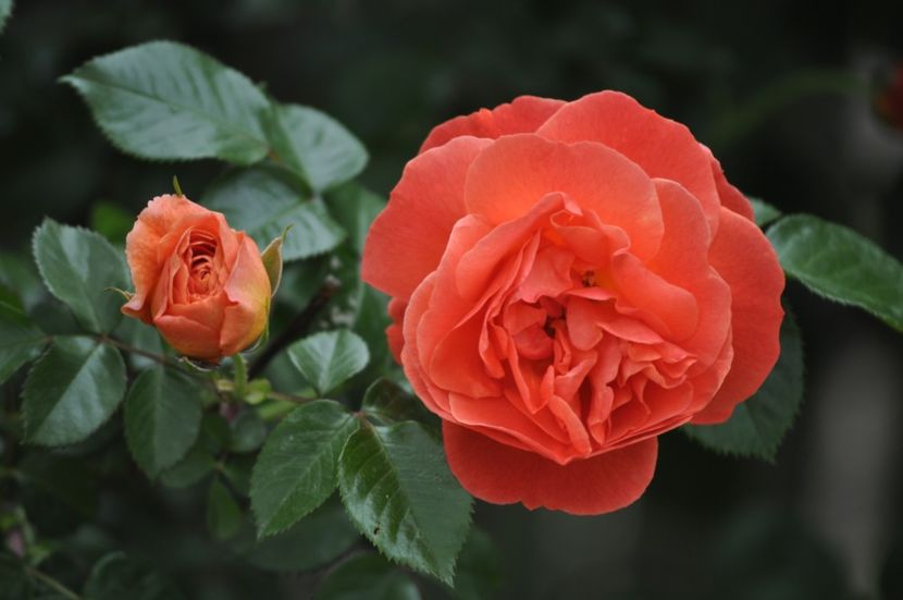 _DSC1300 - ANUL 2024