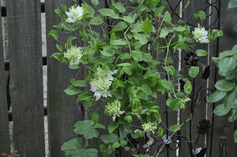 _DSC1302 - ANUL 2024