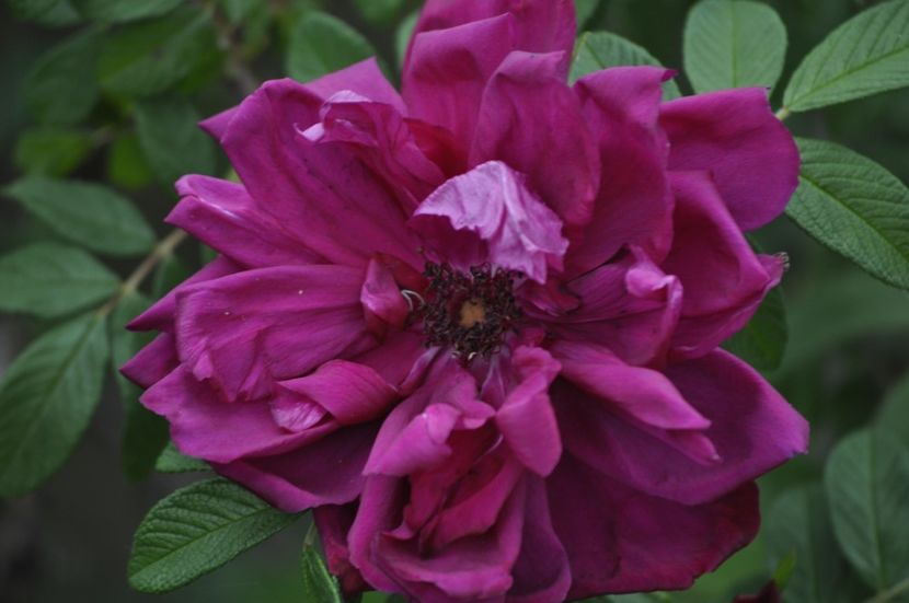 _DSC1311 - ANUL 2024