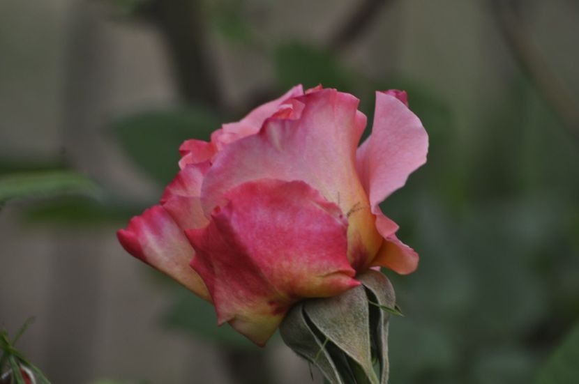 _DSC1375 - ANUL 2024