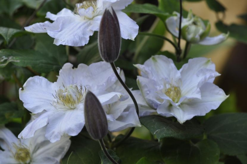 _DSC1414 - ANUL 2024