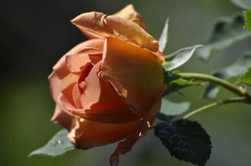 _DSC1418 - ANUL 2024