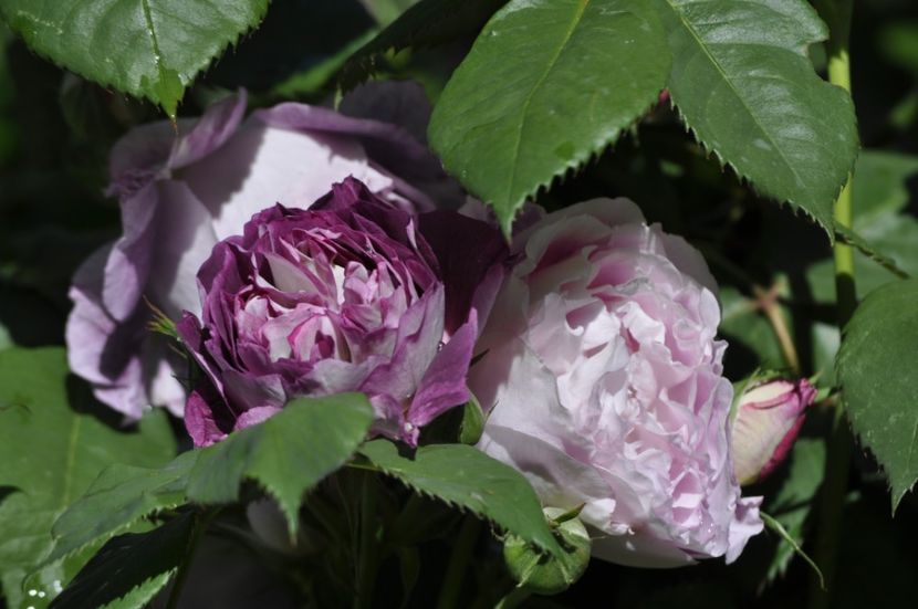 _DSC1422 - ANUL 2024