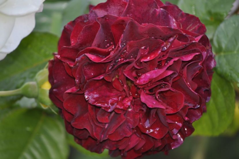 _DSC1522 - ANUL 2024