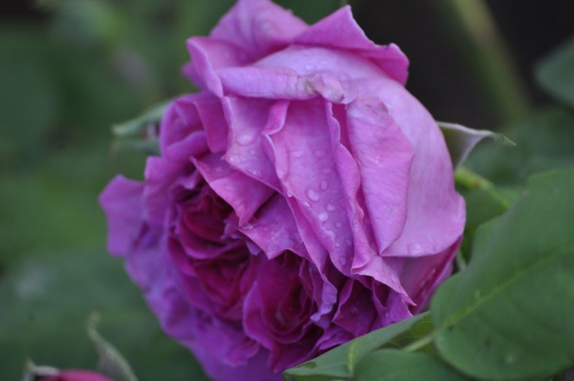 _DSC1534 - ANUL 2024