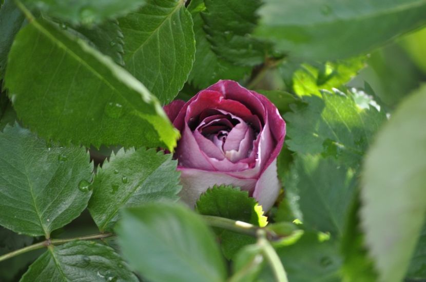 _DSC1546 - ANUL 2024