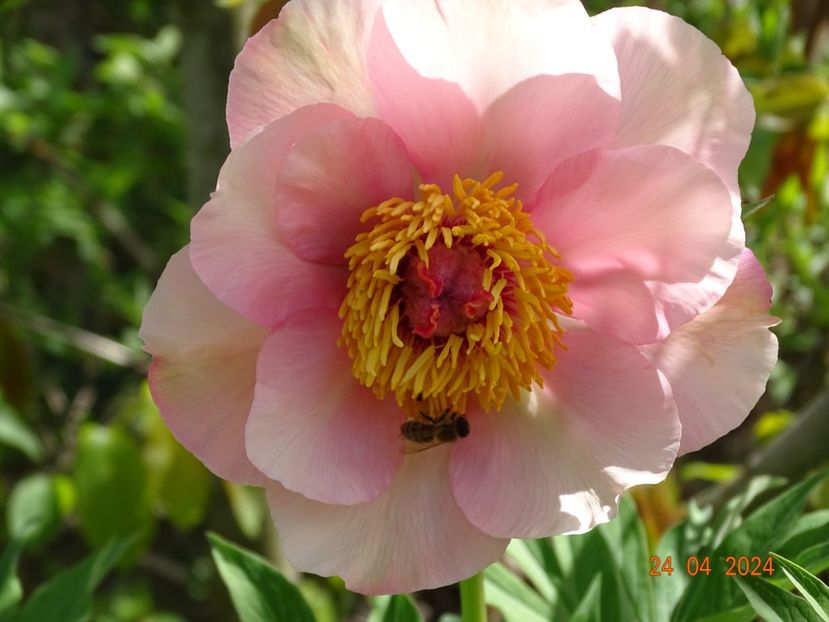 Nosegay - Bujori 2024 -Dobarland