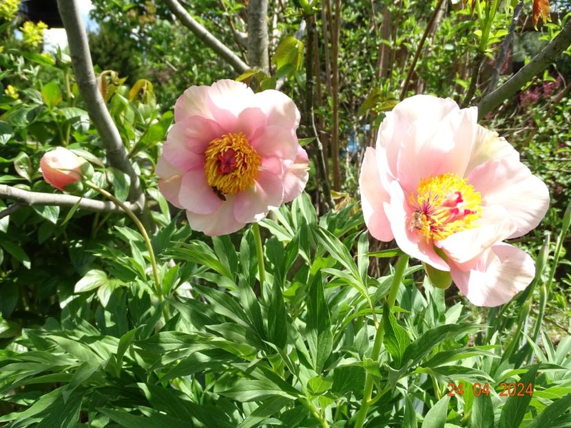 Nosegay - Bujori 2024 -Dobarland