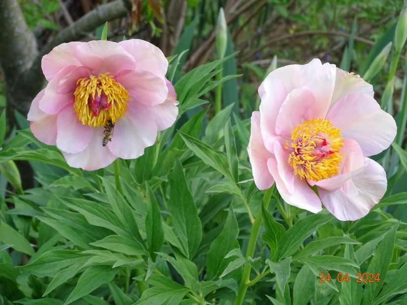 Nosegay - Bujori 2024 -Dobarland