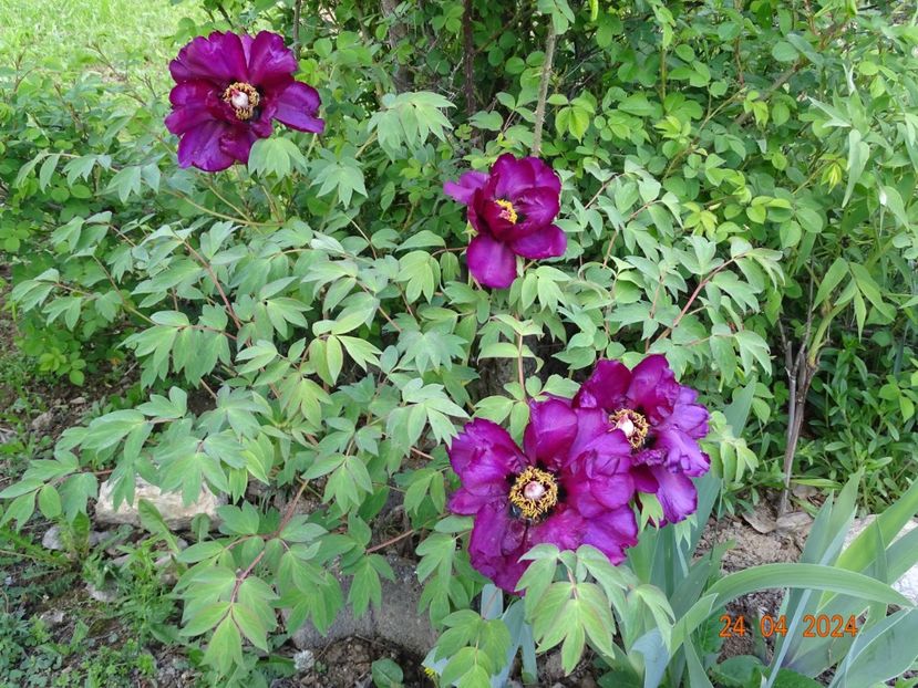 Negricans - Bujori 2024 -Dobarland