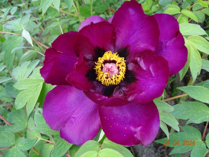 Negricans - Bujori 2024 -Dobarland