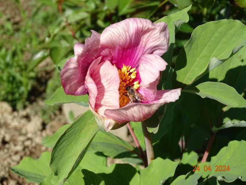 paeonia mlokosewitschii hybrid - Bujori 2024 -Dobarland