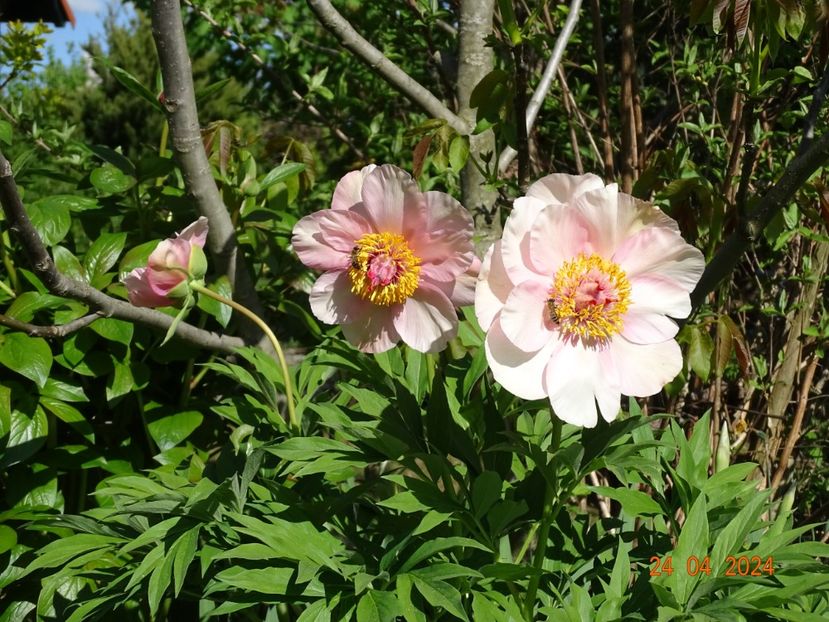 Nosegay - Bujori 2024 -Dobarland