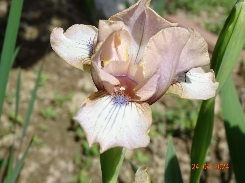 Dublin - Irisi 2024 -Dobarland