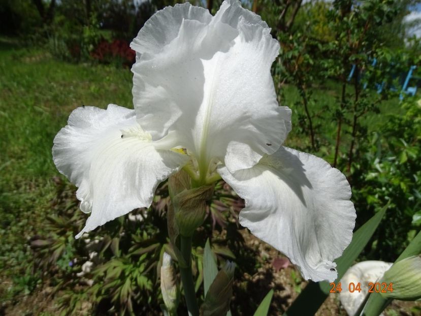 Immortality - Irisi 2024 -Dobarland