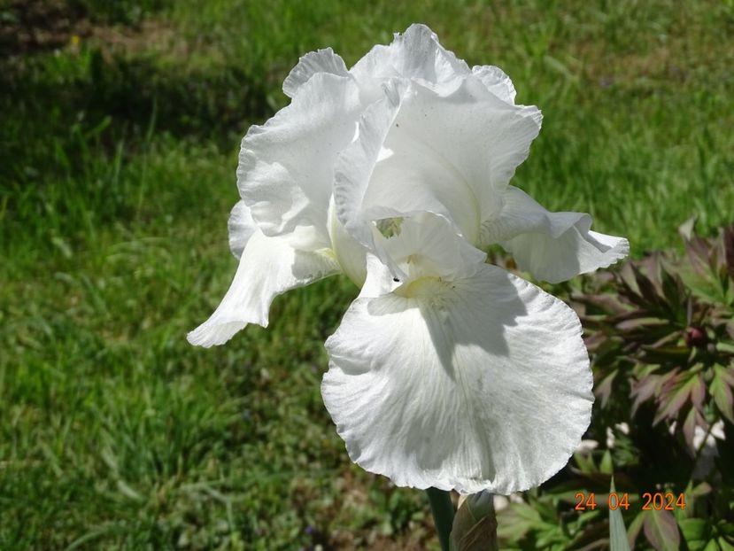 Immortality - Irisi 2024 -Dobarland