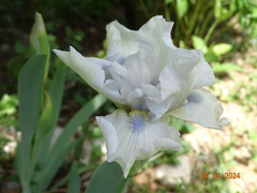 Love's tune - Irisi 2024 -Dobarland