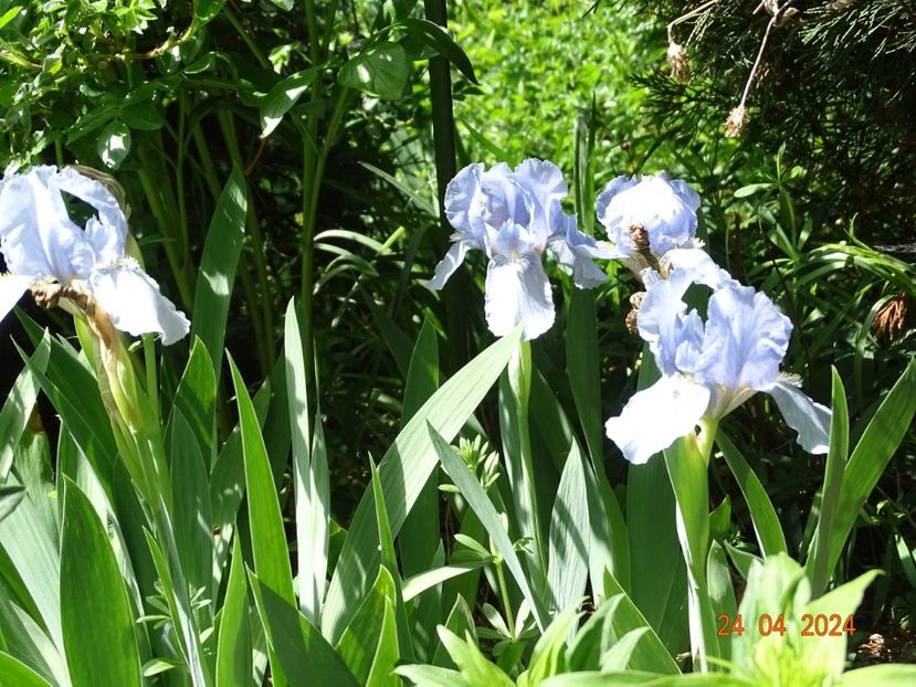 Azurea - Irisi 2024 -Dobarland