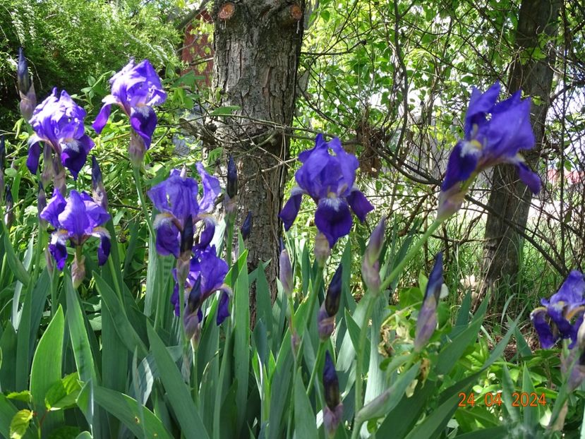 iris x florentina Coerulea - Irisi 2024 -Dobarland