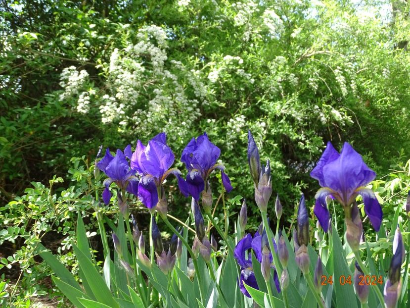 iris x florentina Coerulea - Irisi 2024 -Dobarland