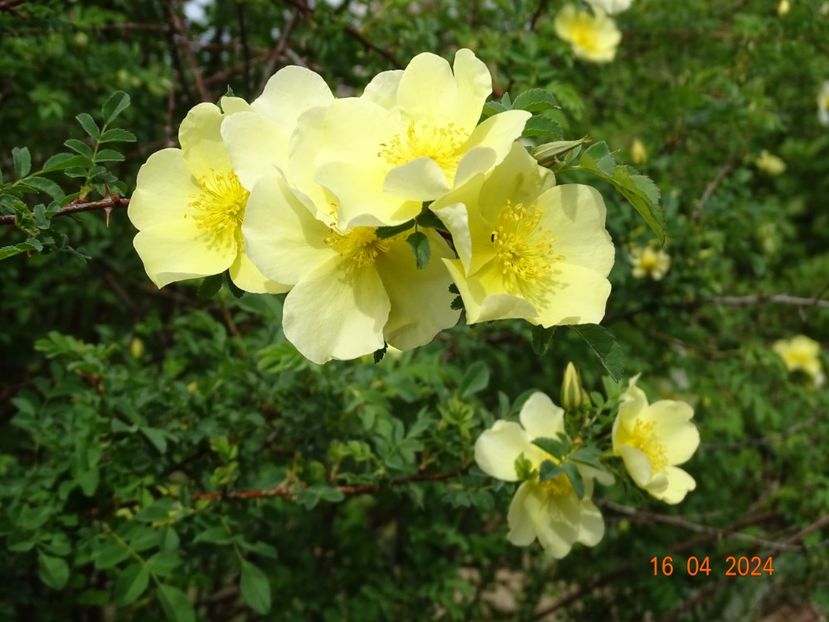 rosa hugonis - Trandafiri 2024