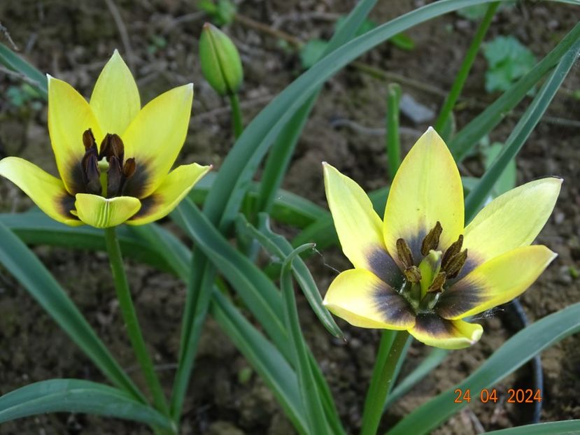 tulipa Lucca - Dobarland 2024 3