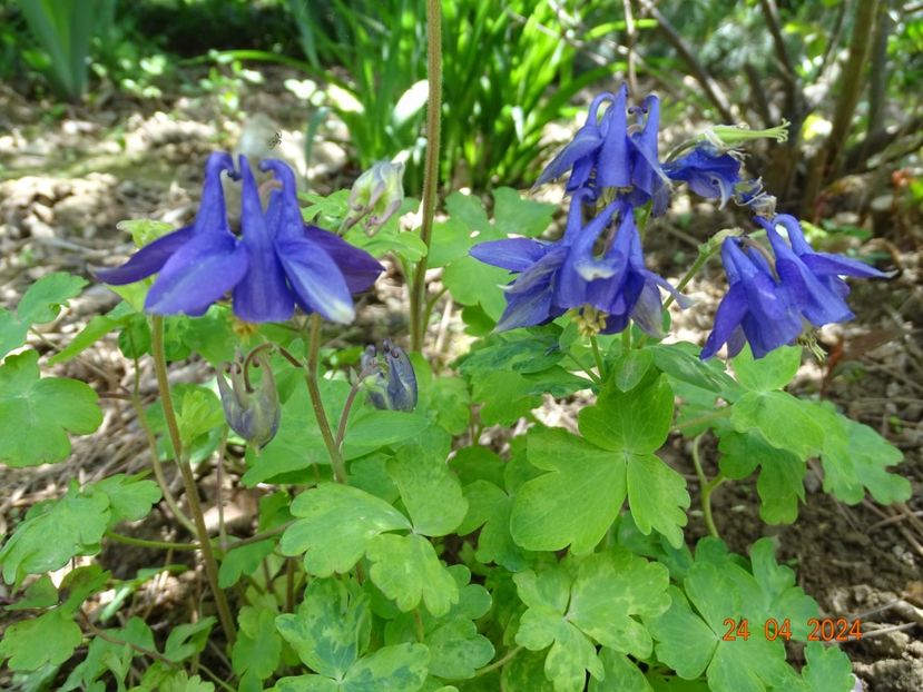 aquilegia Woodside Blue - Dobarland 2024 3