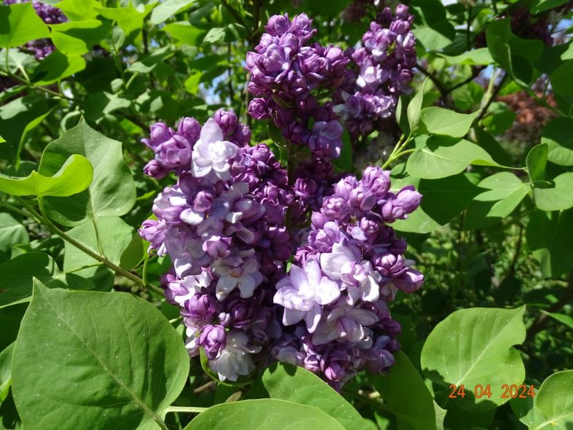 syringa Taras Bulba - Dobarland 2024 3