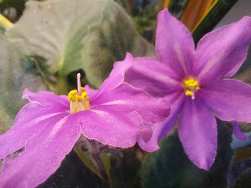  - Violeta Bob s Omega