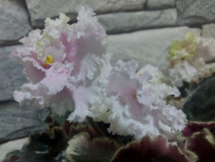  - Violeta EK-Izumrudnoe Kruzhevo