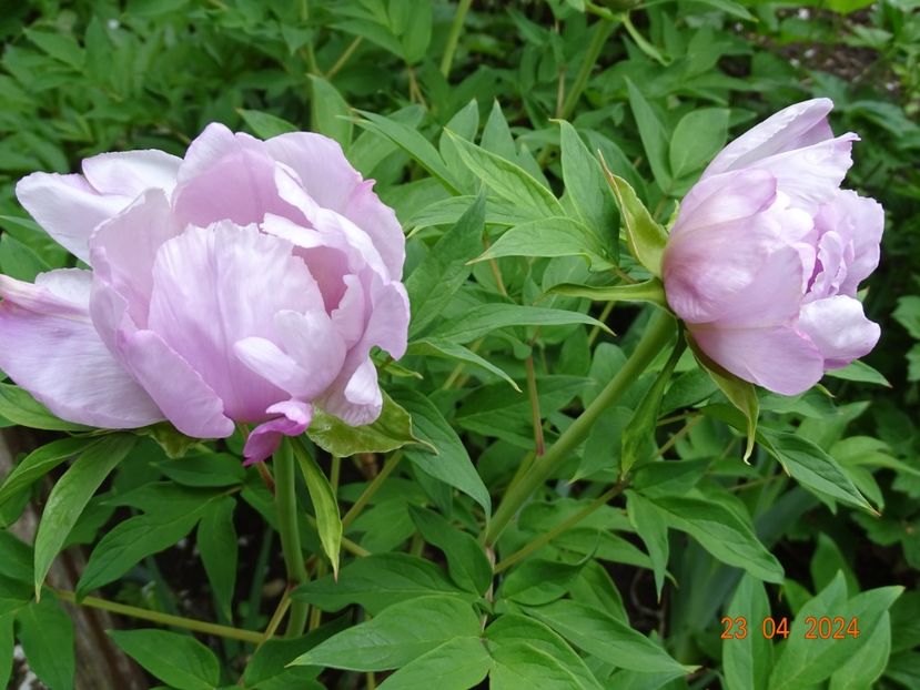 Feng Dan Bai - Bujori 2024