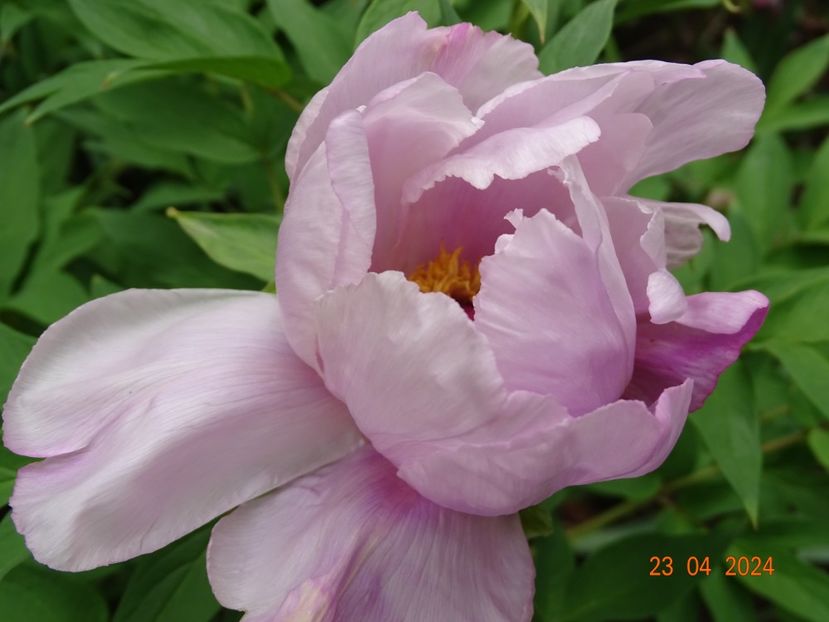 Feng Dan Bai - Bujori 2024