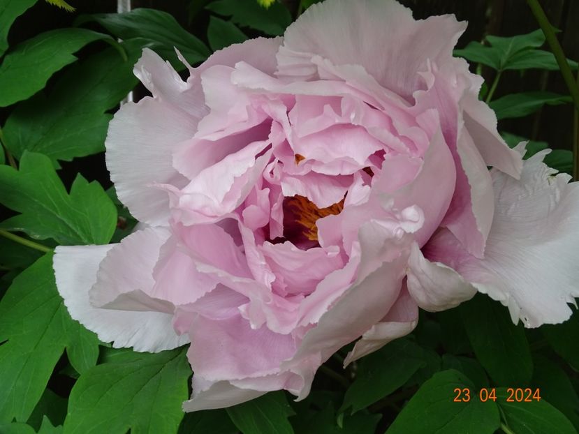 Lavander - Bujori 2024