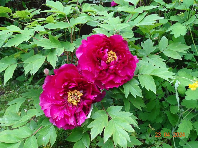 Luo Yang Hong - Bujori 2024