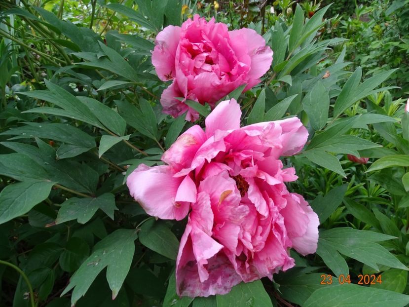 Yin Hong Qiao Dui - Bujori 2024