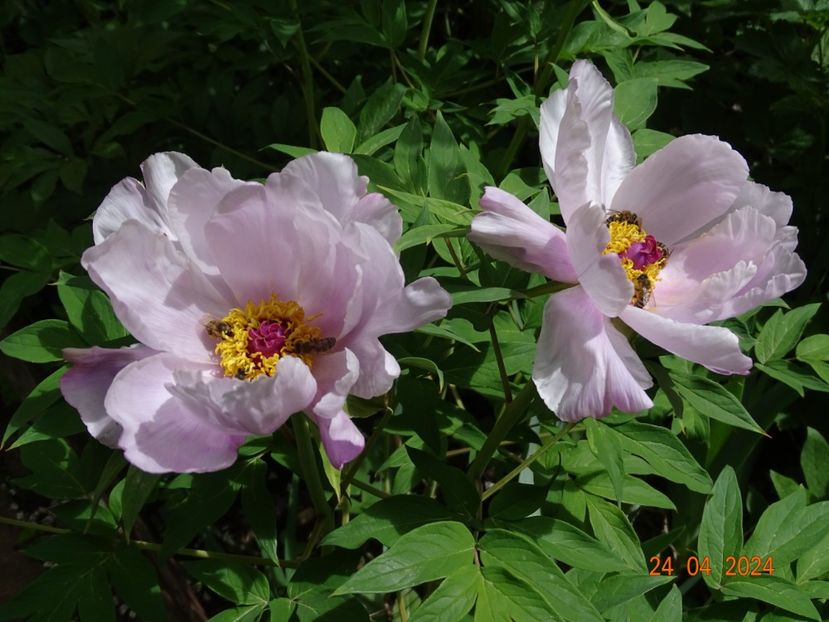 Feng Dan Bai - Bujori 2024