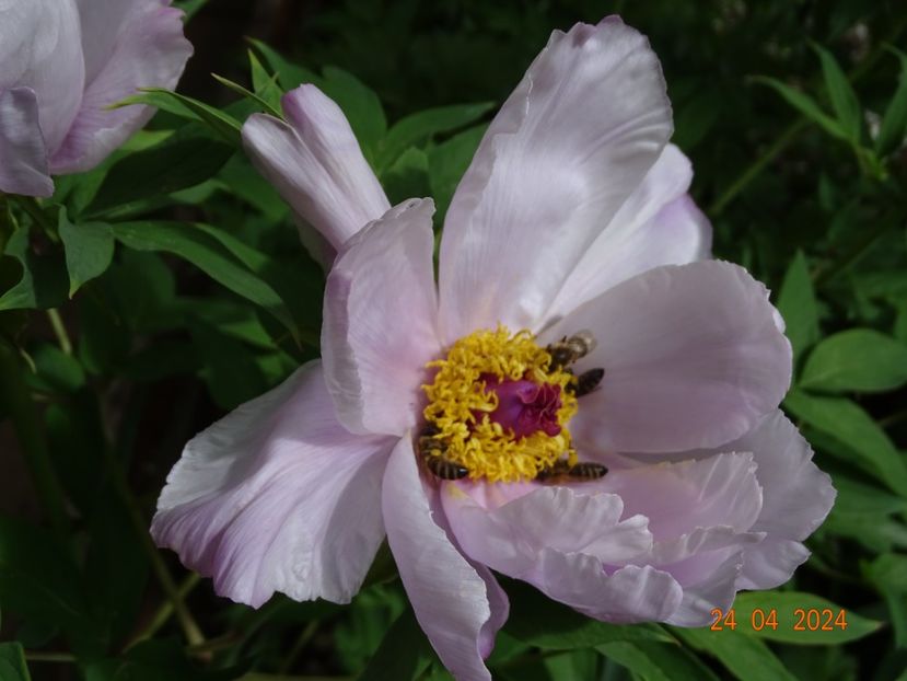 Feng Dan Bai - Bujori 2024